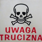 Szczury, deratyzacja (2)