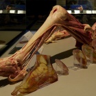Body World (18)