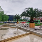 Palmy wróciły na katowicki Rynek (3)