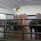 slonie-w-slaskim-zoo-3