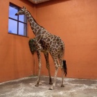 Żyrafa, Śląski Ogród Zoologiczny