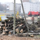 Wycinka kasztanowców przy ul. Raciborskiej (2)