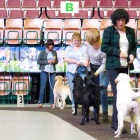 XXI Międzynarodowa Wystawa Psów Rasowych w Spodku (11)