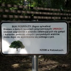 Buk na Koszutce (3)