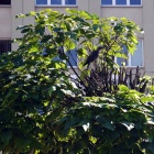drzewa na pl. Kwiatowym (2)