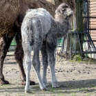 Nowy wielbłąd w chorzowskim zoo (2)
