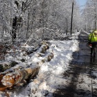 Wycinka w Katowickim Parku Lesnym (1)
