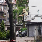 Wycinka na Królowej Jadwigi (4)