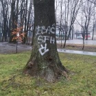 Zdewastowany park w Dąbrówce Małej (1)
