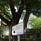 Buk na Koszutce (4)