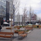 Nowe drzewa na katowickim pl. Kwiatowym (8)