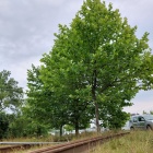 Platany przy ul. Grundmanna (3)