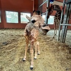Lilo - nowa żyrafa w Śląskim Ogrodzie Zoologicznym (3)