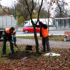 Przesadzanie drzew w Sosnowcu