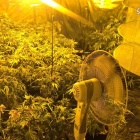 Plantacja konopii przy ul.Plebiscytowej