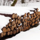 Buki w lesie murckowskim (1)