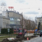 Nasadzenia przy al. Korfantego (2)
