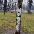 Zdewastowany park w Dąbrówce Małej (7)