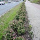 Pas zieleni Roździeńskiego