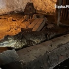 Krokodyl w Sosnowcu (4)