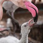 Flamingi (fot. W. Żuchowicz).