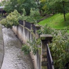Katowice po wichurze, powalone drzewa (1)