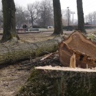Wycinka w Parku Śląskim (7)