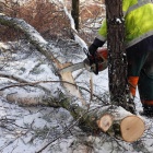 Wycinka w Katowickim Parku Lesnym (4)
