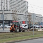 Nasadzenia przy al. Korfantego (10)
