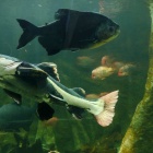 akwarium-zoo-4