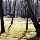 Wycinka w Parku Kościuszki (1)
