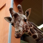 Żyrafa, Śląski Ogród Zoologiczny (2)