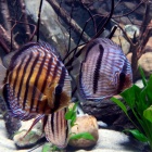 Nowe Egzotarium w Sosnowcu (14)