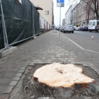 Wycinka kasztanowców przy ul. Raciborskiej