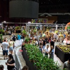 Festiwal roślin owadożernych