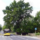Wycinka drzew na ul. Panewnickiej (2)