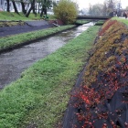 Sadzenie nowych roślin, Rawa (2)