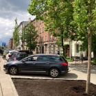 Nowe drzewa na ul. Raciborskiej (3)