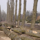 Wycinka w Parku Śląskim (1)