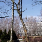 Wycinka w Parku Kościuszki (6)