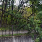 Katowice po wichurze, powalone drzewa (3)