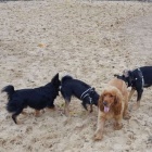 dog-park-katowice-2