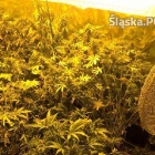 Plantacja konopii przy ul.Plebiscytowej 2