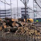 Wycinka drzew na os. Paderewskiego (fot. Anna Csernak)