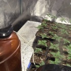 Plantacja marihuany w pralni (1)
