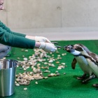 Pingwiny w chorzowskim zoo (7)