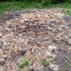 wysypisko chleba (5)