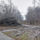Wycinka w Parku Śląskim (2)