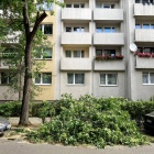 Złamanhy konar drzewa w centrum Katowic