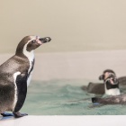 Pingwiny w chorzowskim zoo (2)